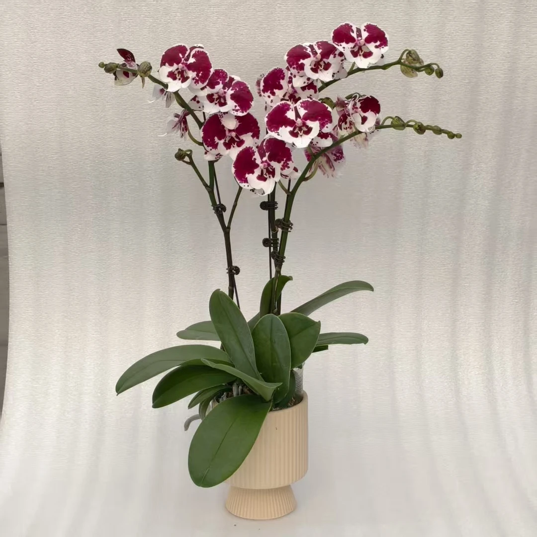 【一千零一夜】蝴蝶兰鲜花绿植好养花期长适合室内观赏与送礼装饰