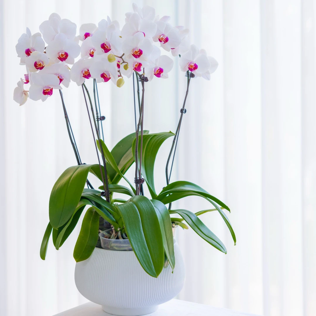 【白色系-发全国】蝴蝶兰盆栽系列