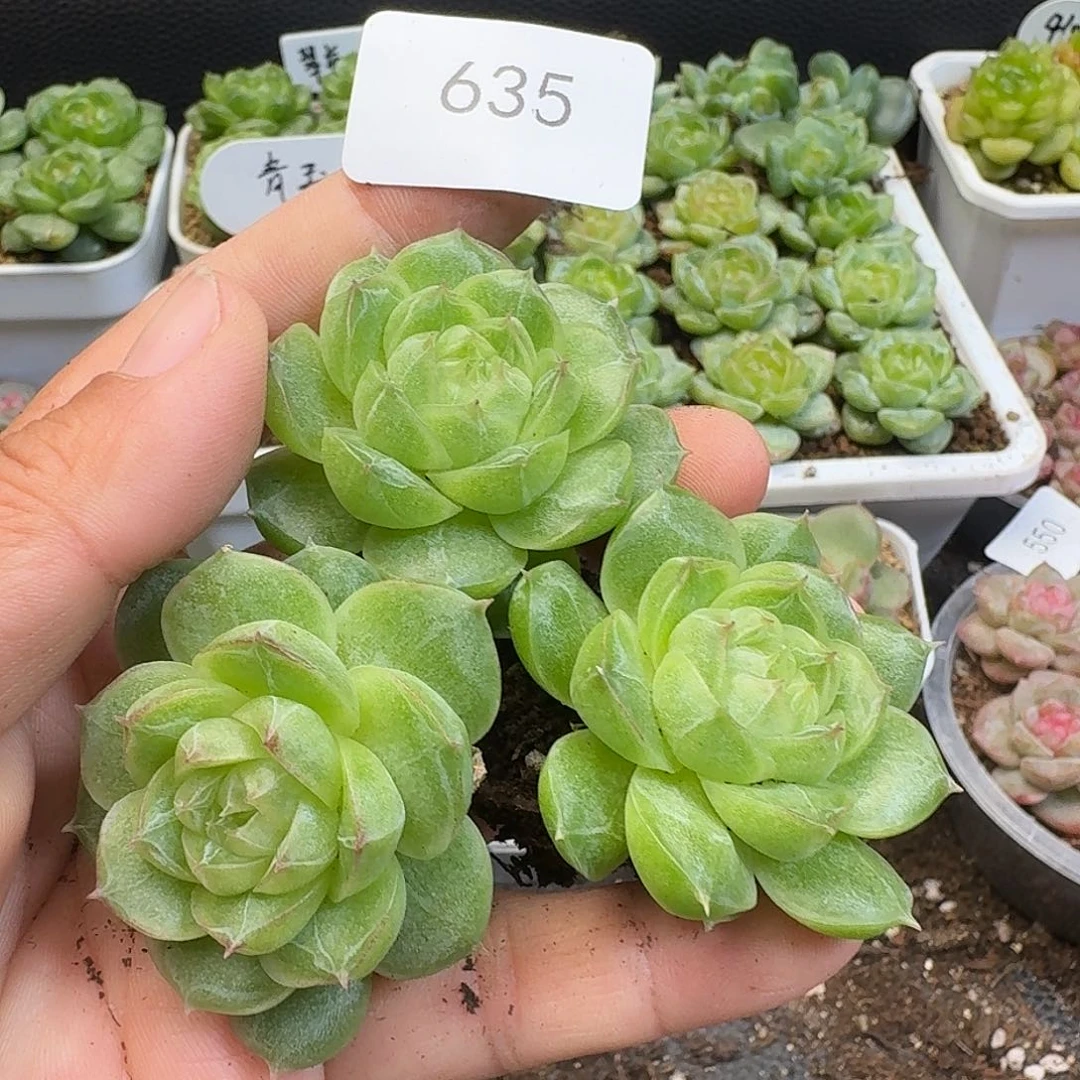 一物一拍一物一拍917-635