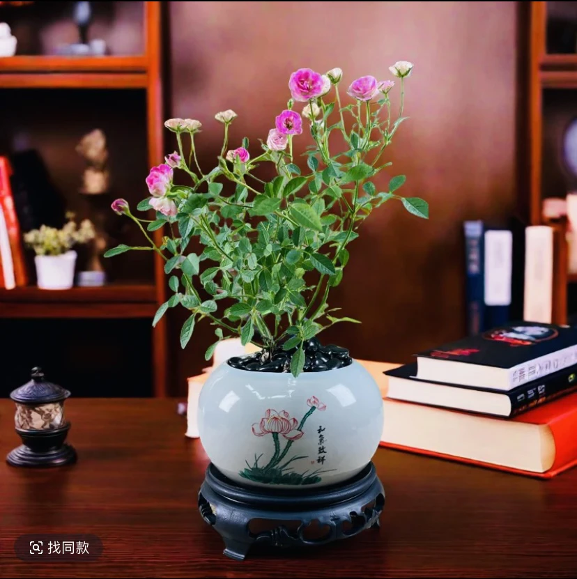 姬微型月季盆栽四季开花室内好养迷你蔷薇花放阳台茶桌上