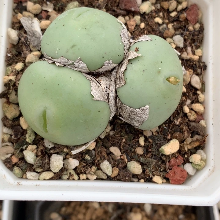 精品多肉植物精品白花大g