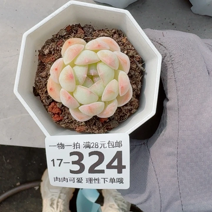 白桃汽水无盆土发货多肉多