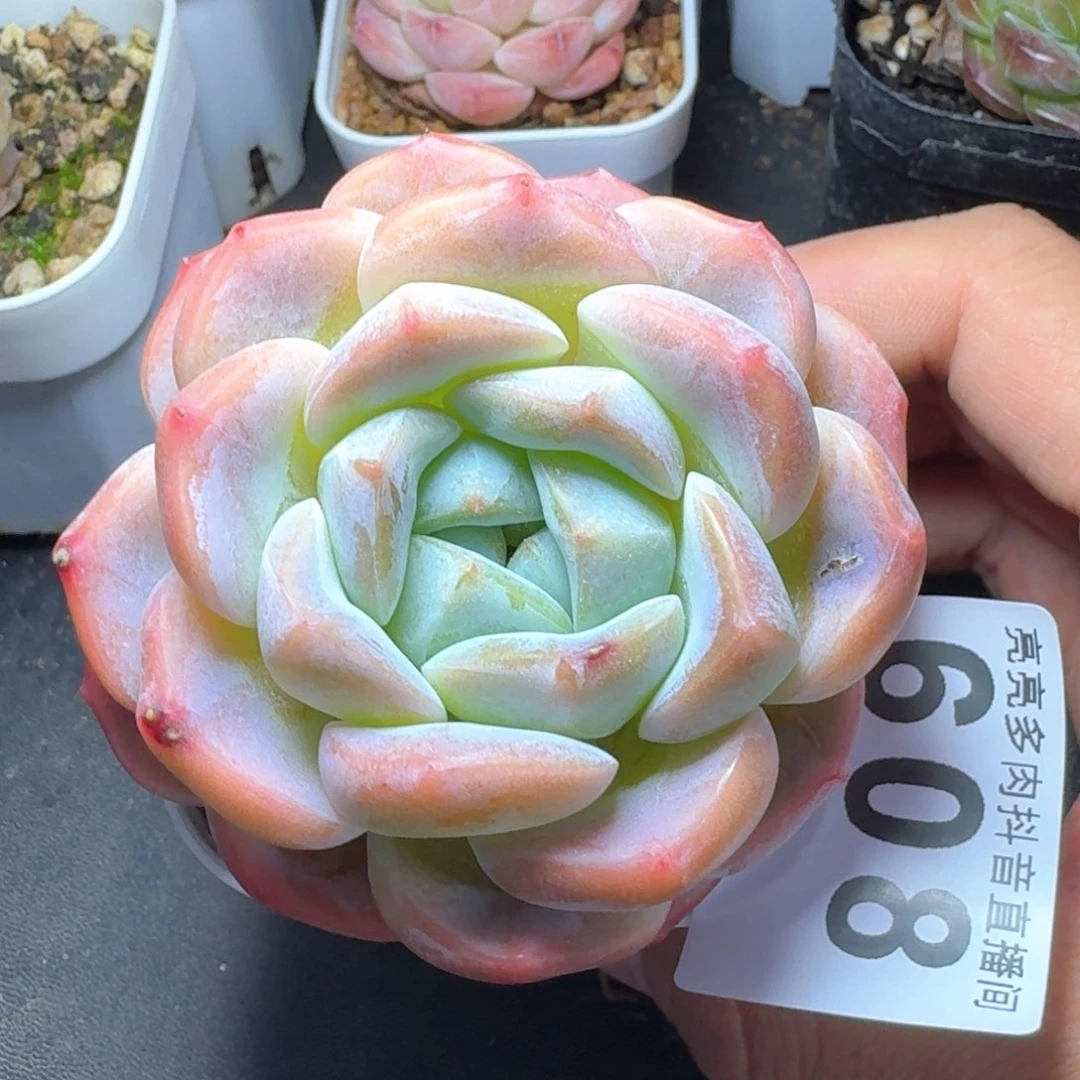 ?***?孤品胖子         多肉植物