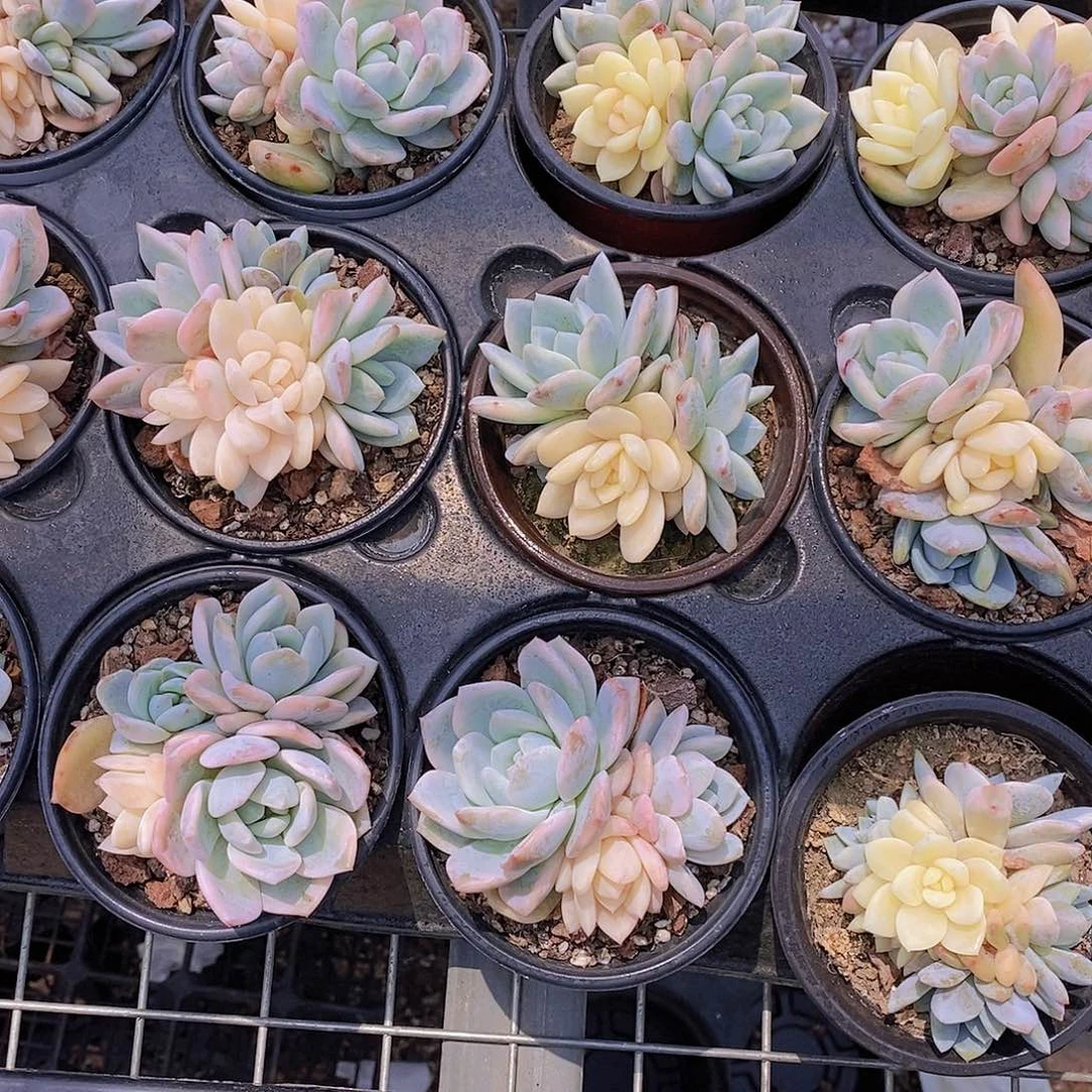 0607- 梦露锦福利一颗 量拍