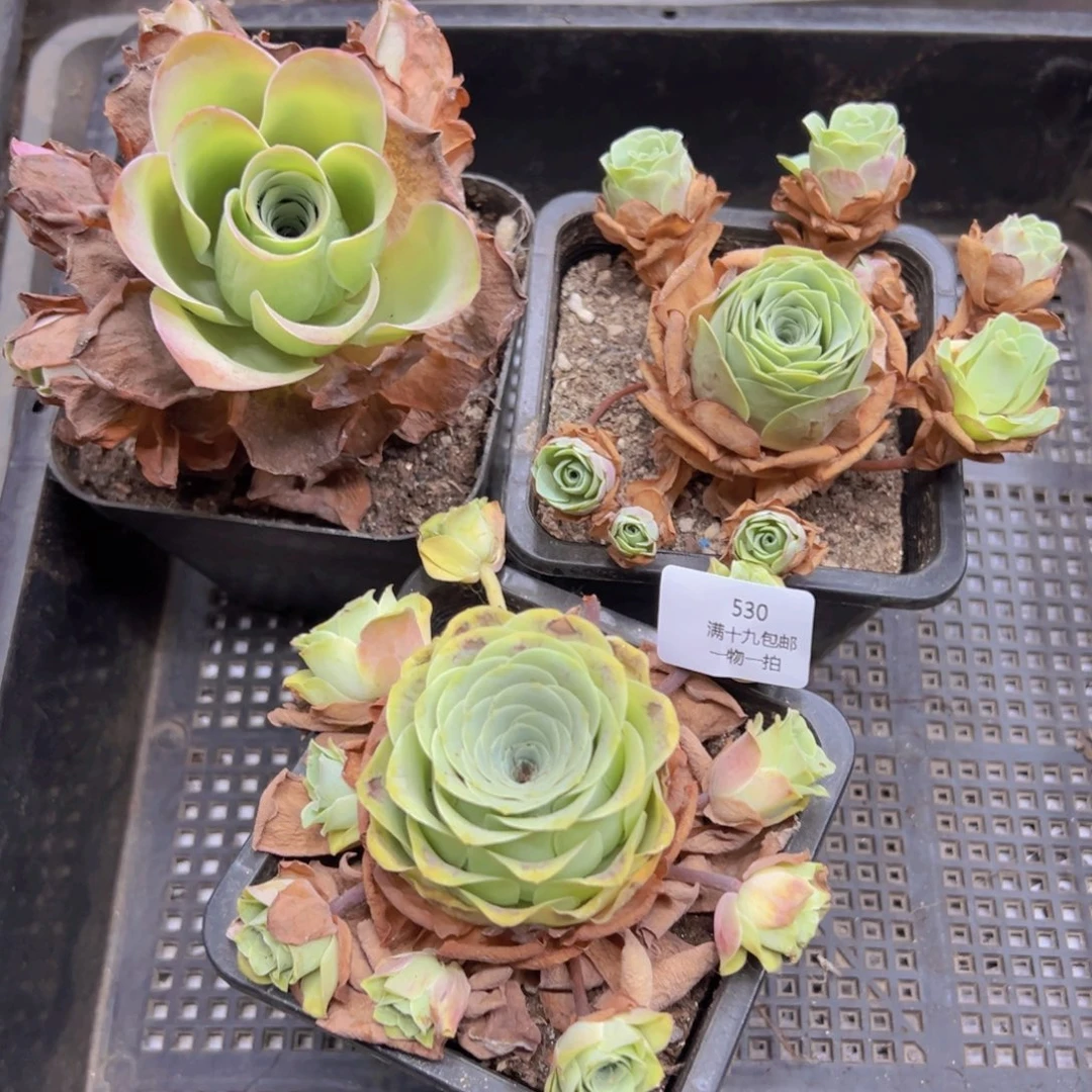 530 侧牙掉了不包损无售后