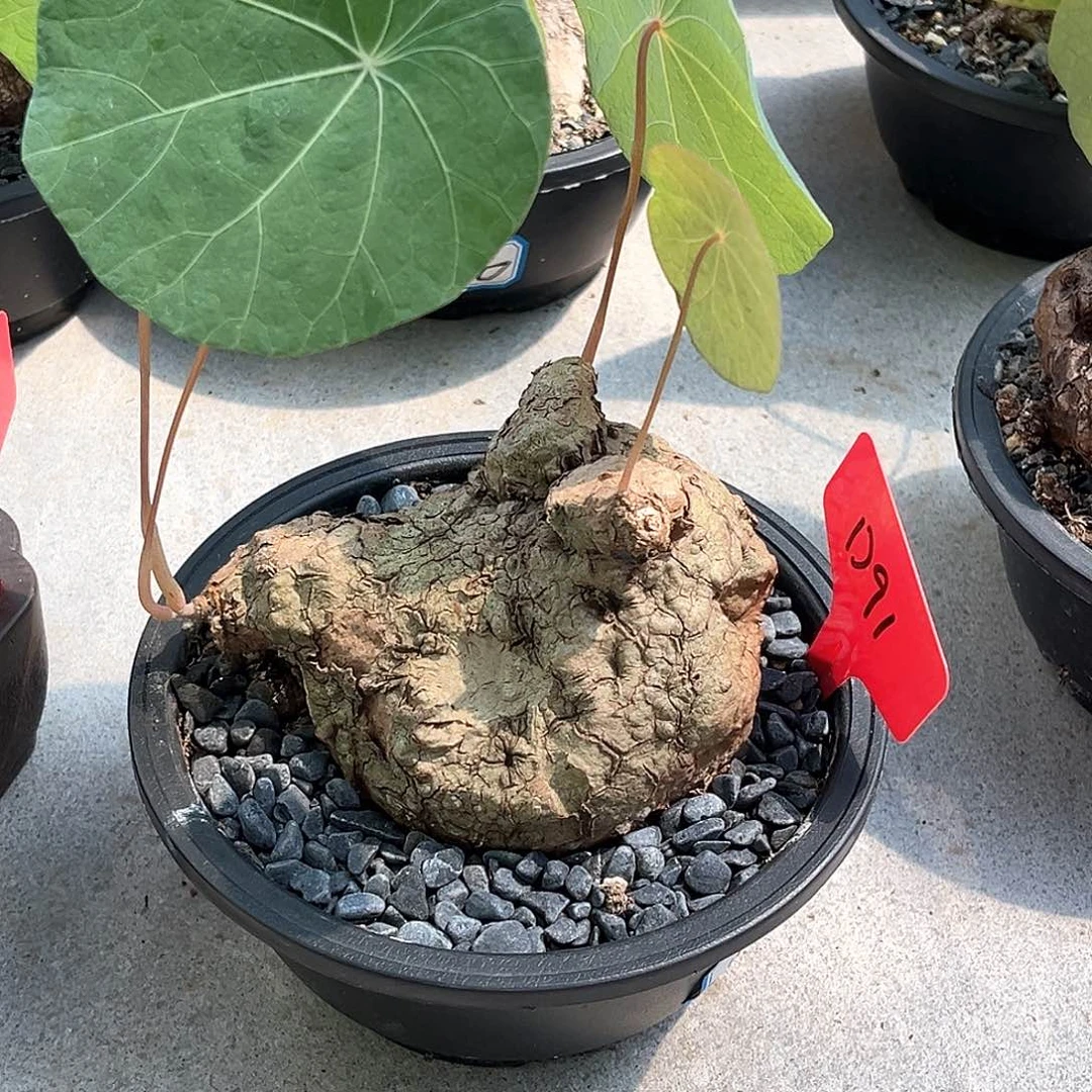 潮流植物一叶龟，绿叶，D91