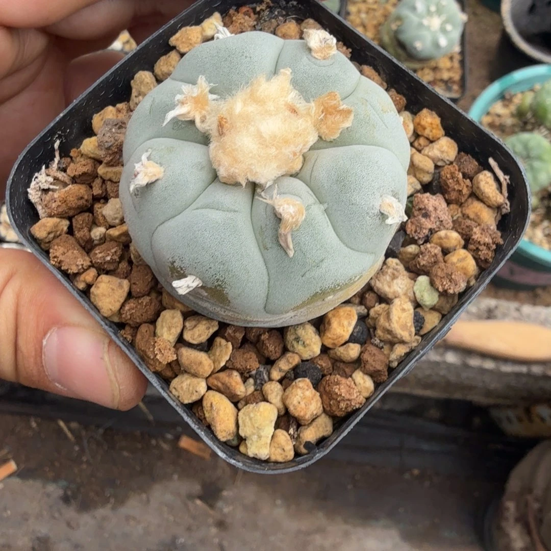 小****e多肉植物多肉植物