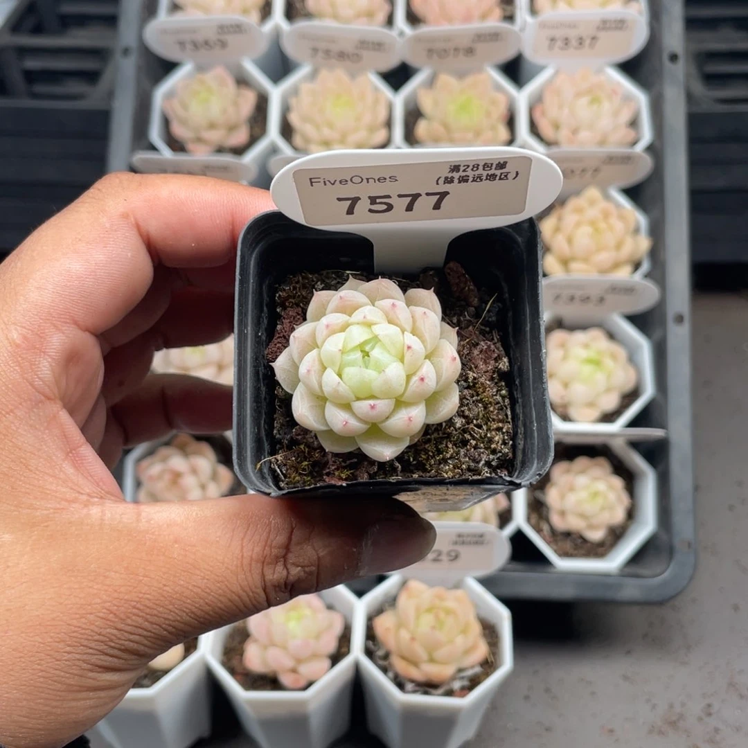 7577 麦秆3.5厘米