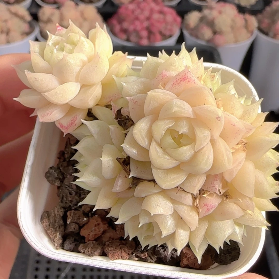 多肉1231-66麦秆麦秆