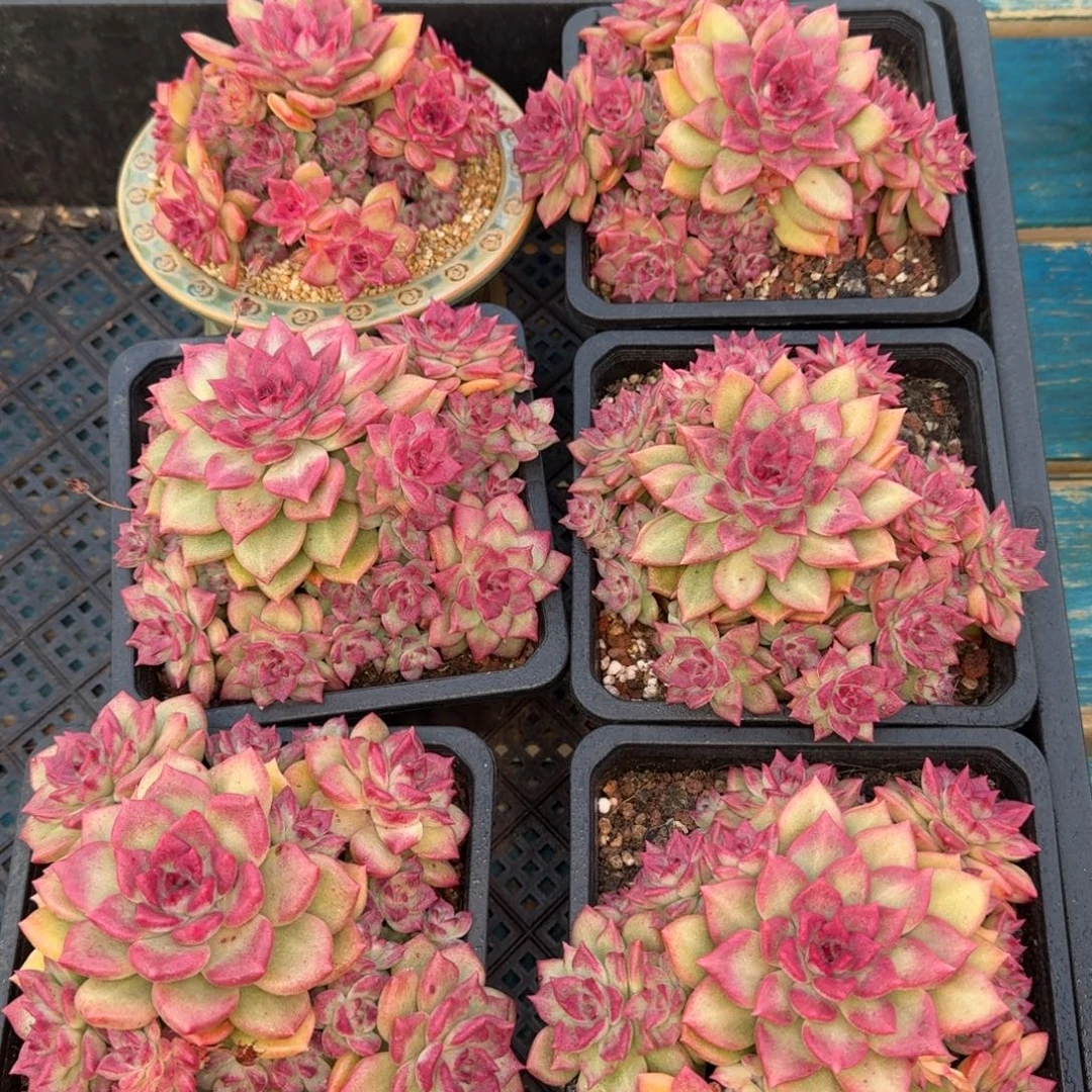 从前慢花园多肉编号0101-欧米娜