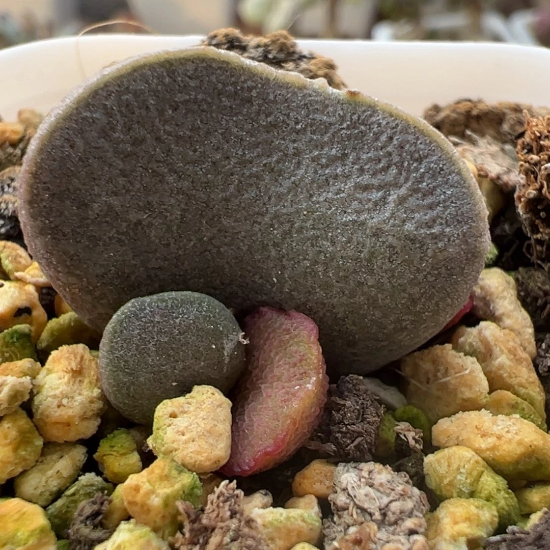 实生新品大苗多肉植物水泡