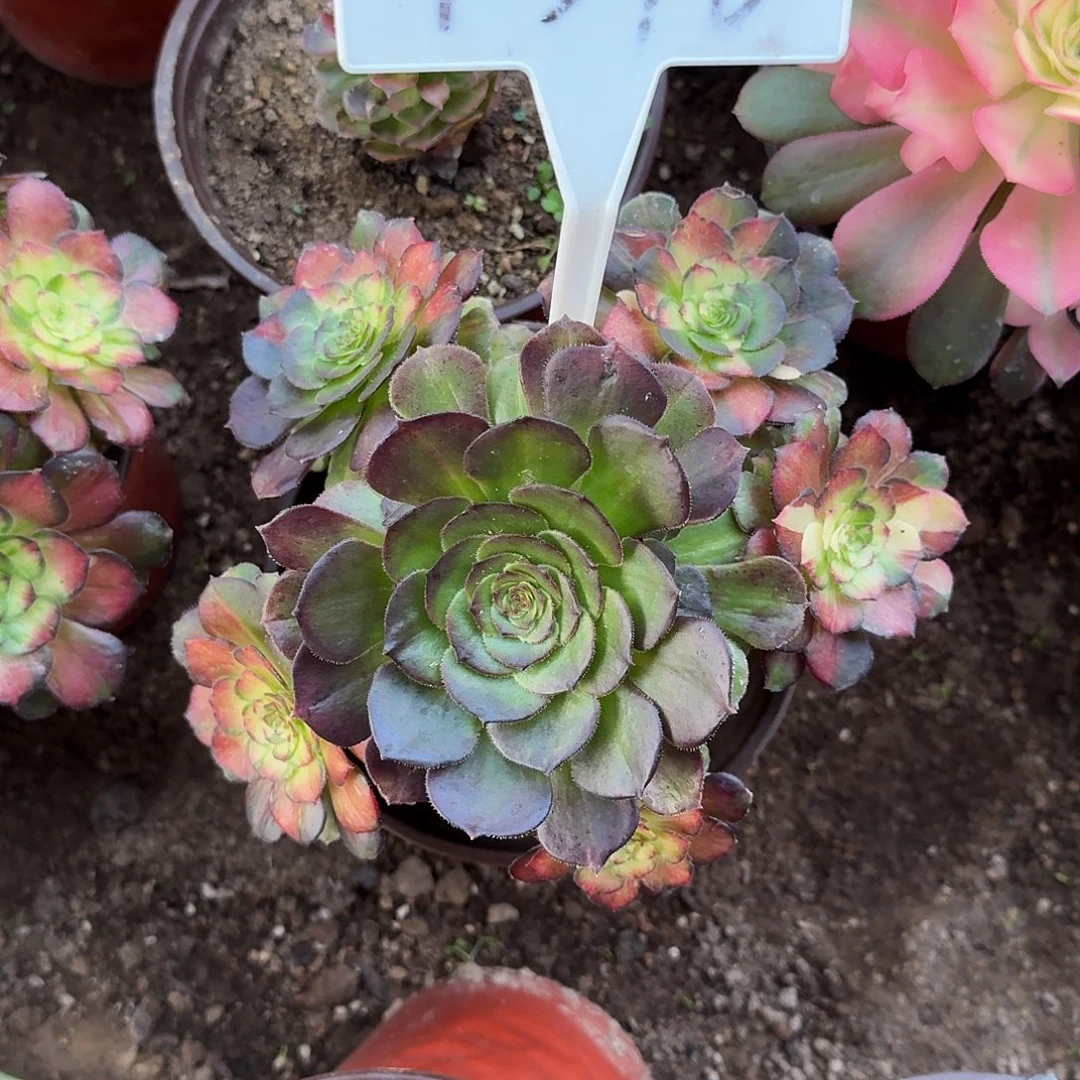 4546海王七彩多肉法师多肉