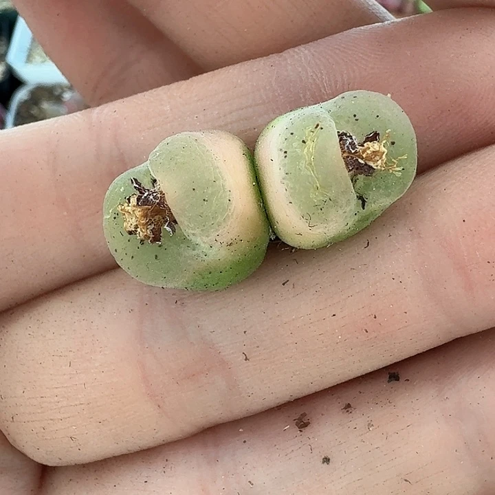 老马生石花哦泡824