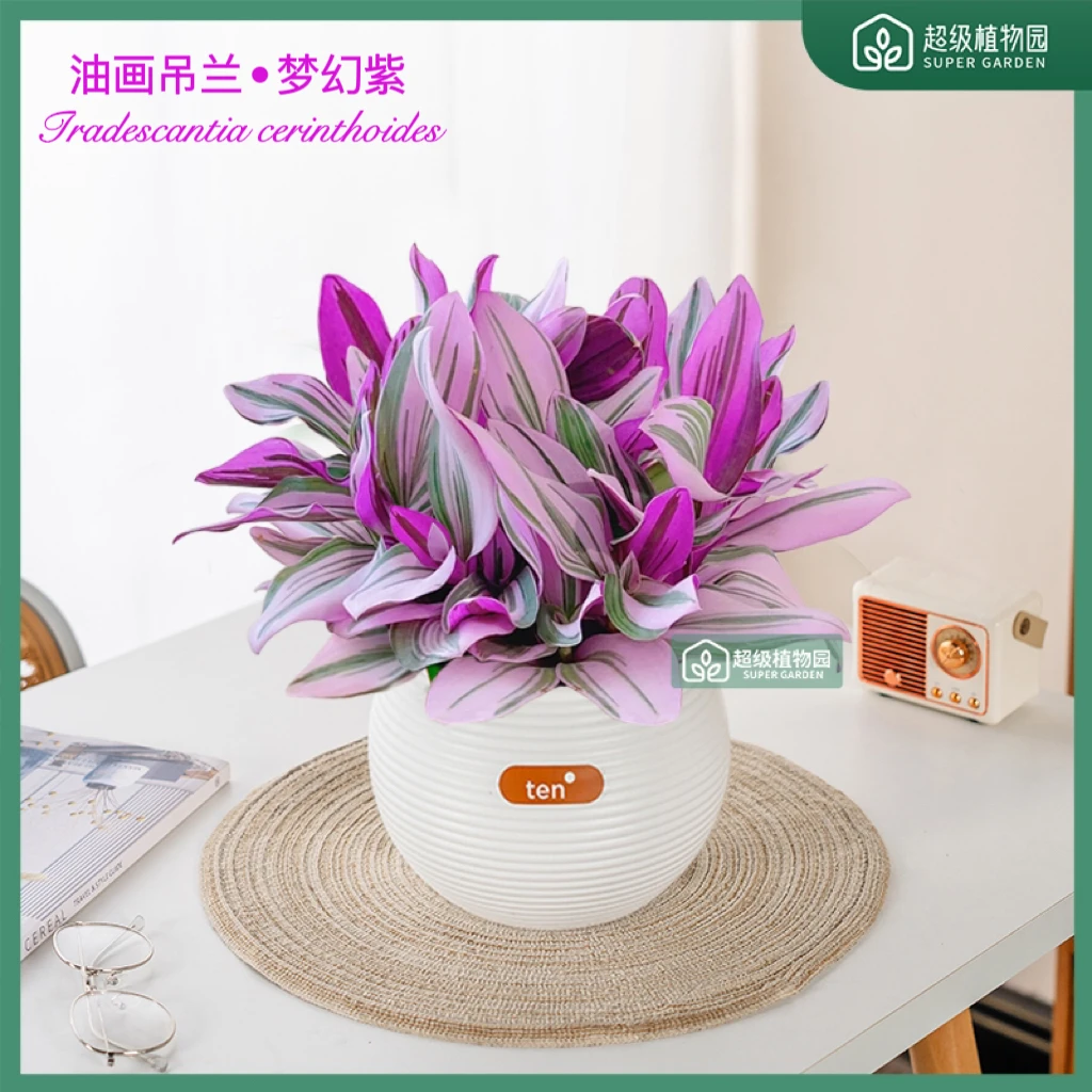 油画婚礼吊兰盆栽室内绿植花卉垂吊好养净化空气