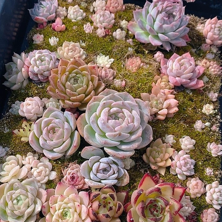 169 多肉植物盆栽花卉植物