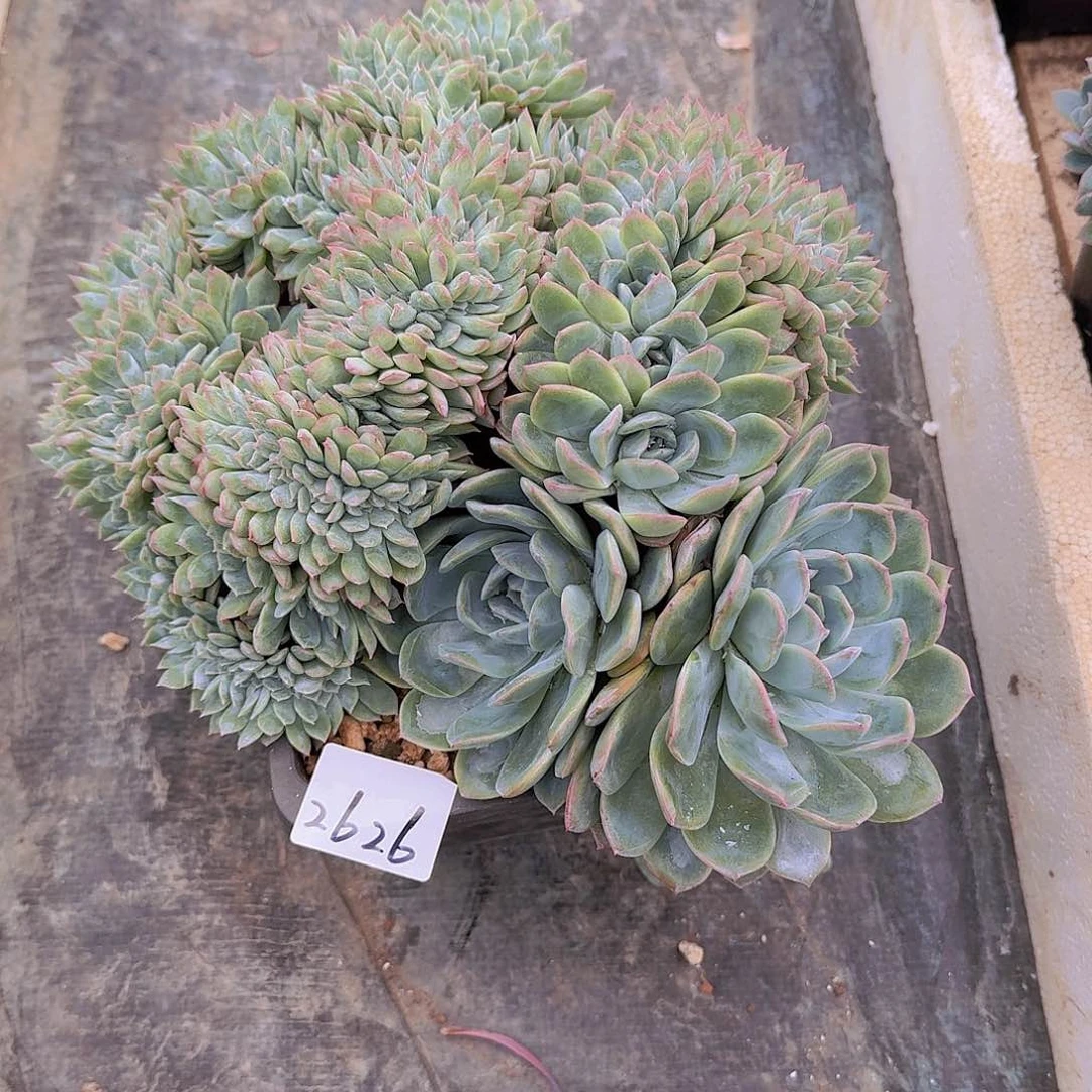 ****٭2626莎莎缀多肉植物