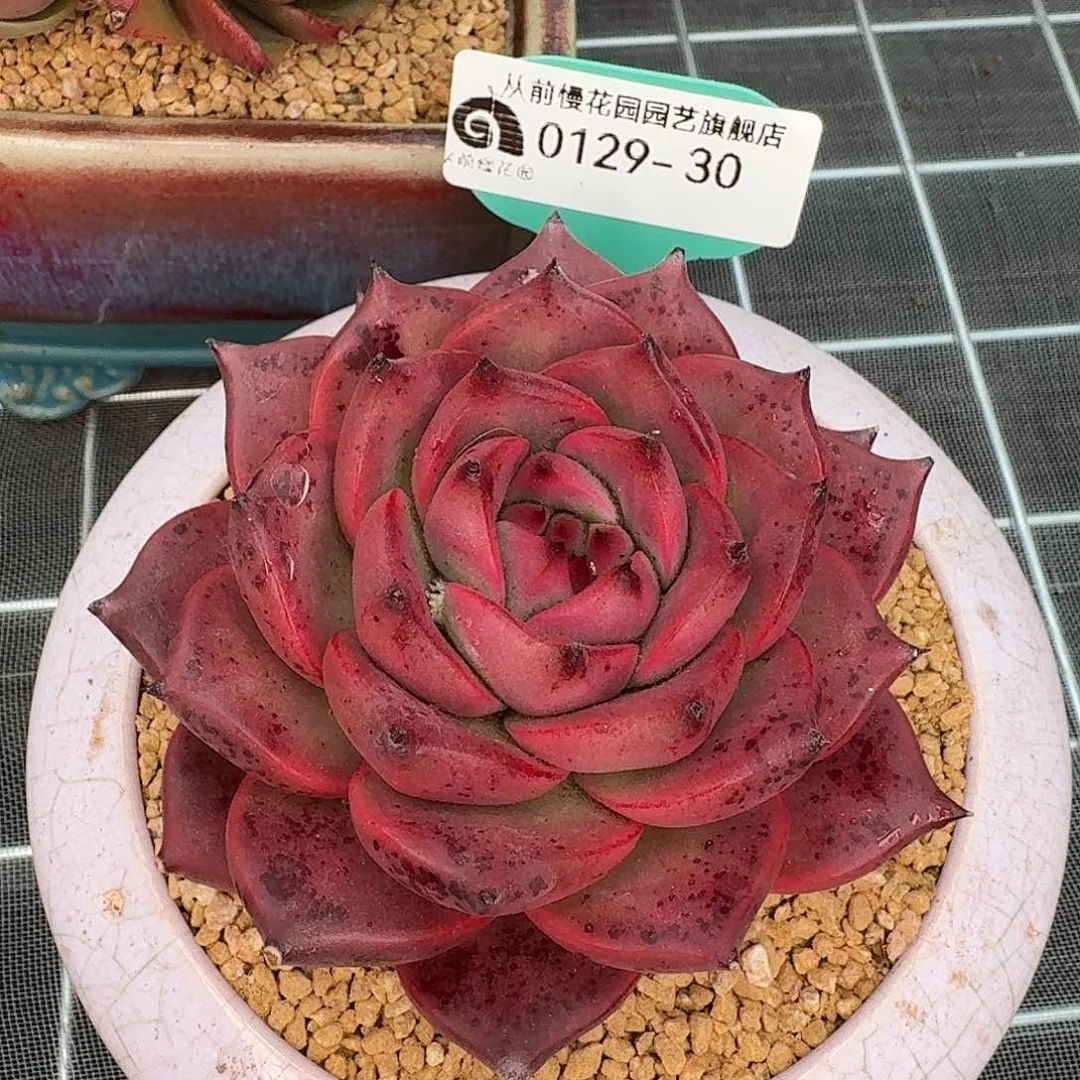 从前慢花园多肉0129-30