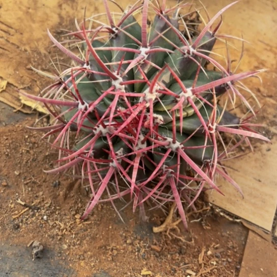 柳*5717墨西哥狂刺红虎