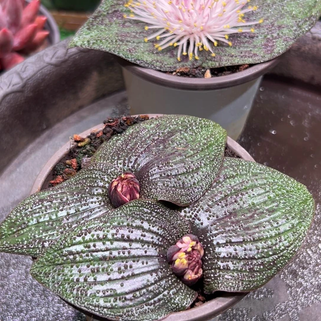 紫镜，一物一拍。