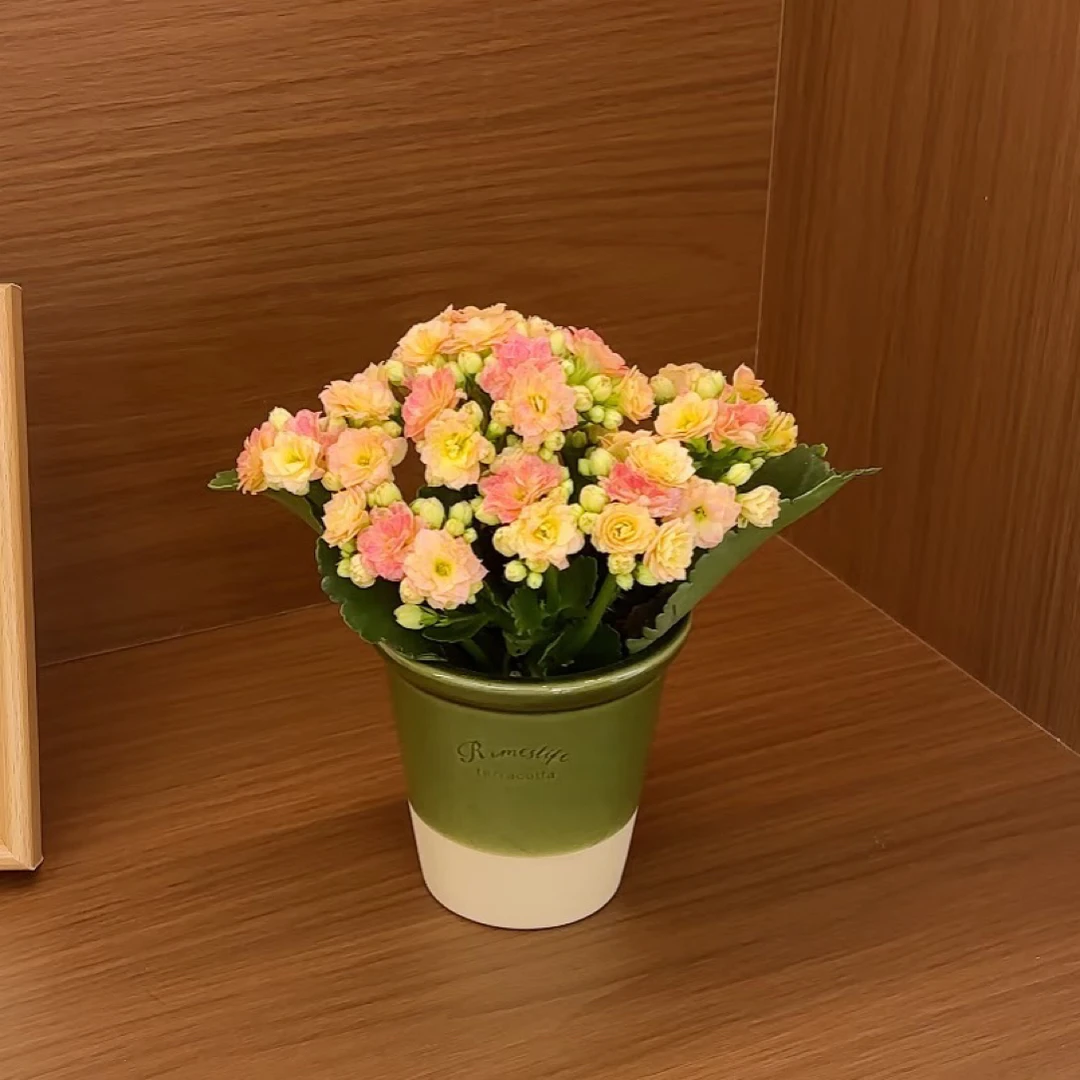 【彩虹糖】稀有重瓣大花苞变色柠檬水果糖长寿花超仙