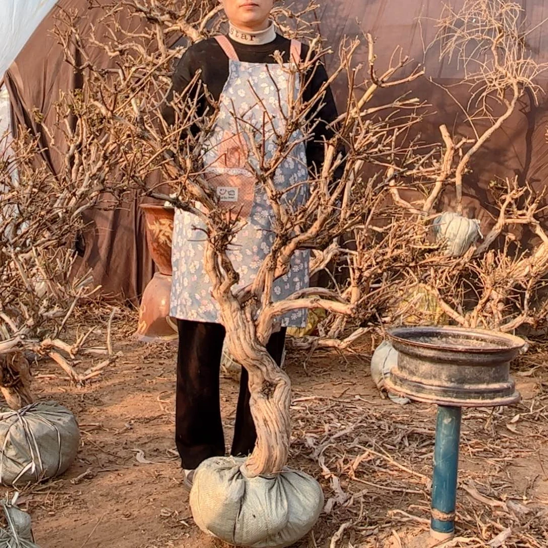 石***伴全部花朵金银花888888