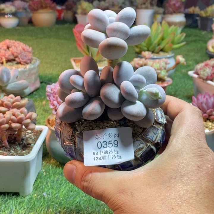 0359啊啊啊啊啊啊啊啊啊啊