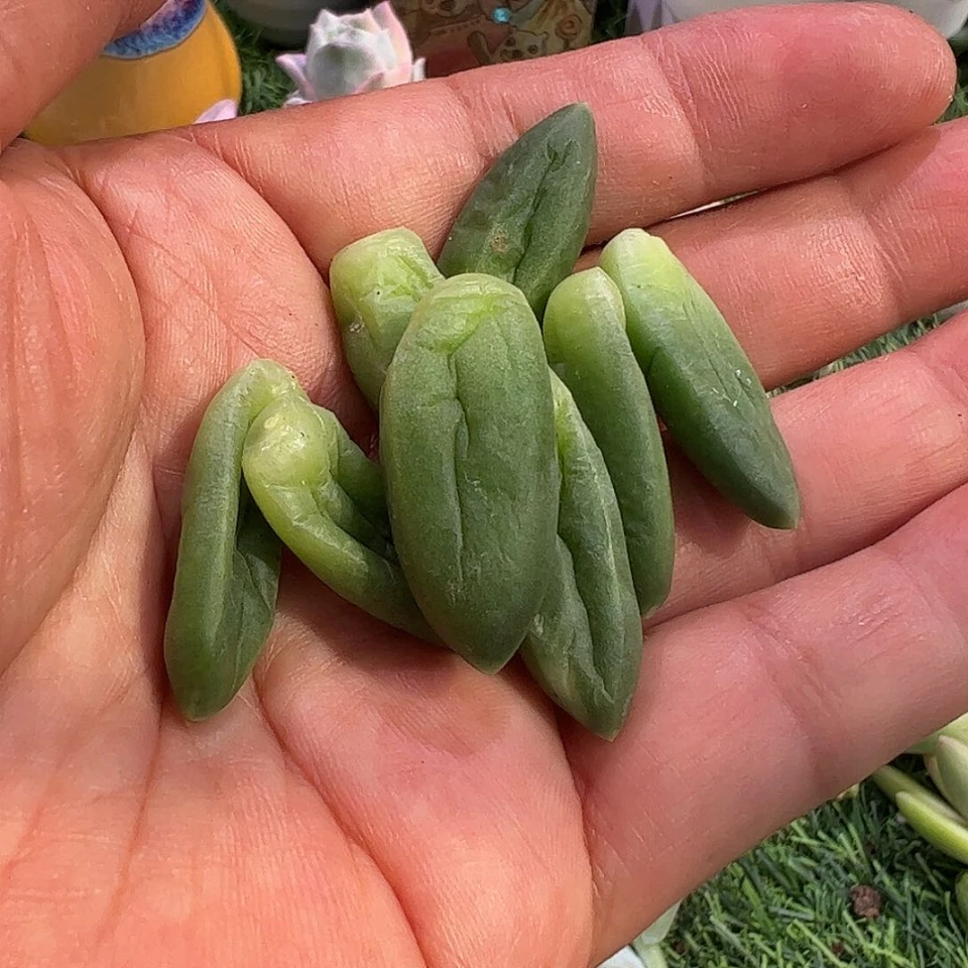 丁***猫多肉植物多肉植物