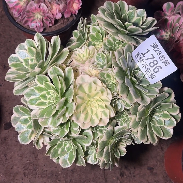 1786迈巴赫多肉植物