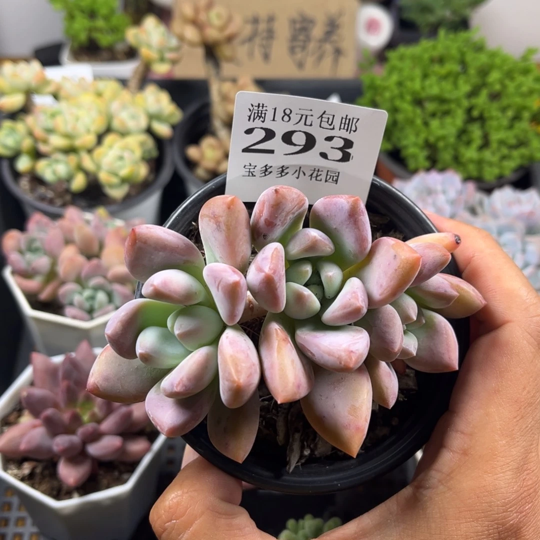 心****奥普琳娜到手一颗一物一拍满18包邮满26送一颗小肉
