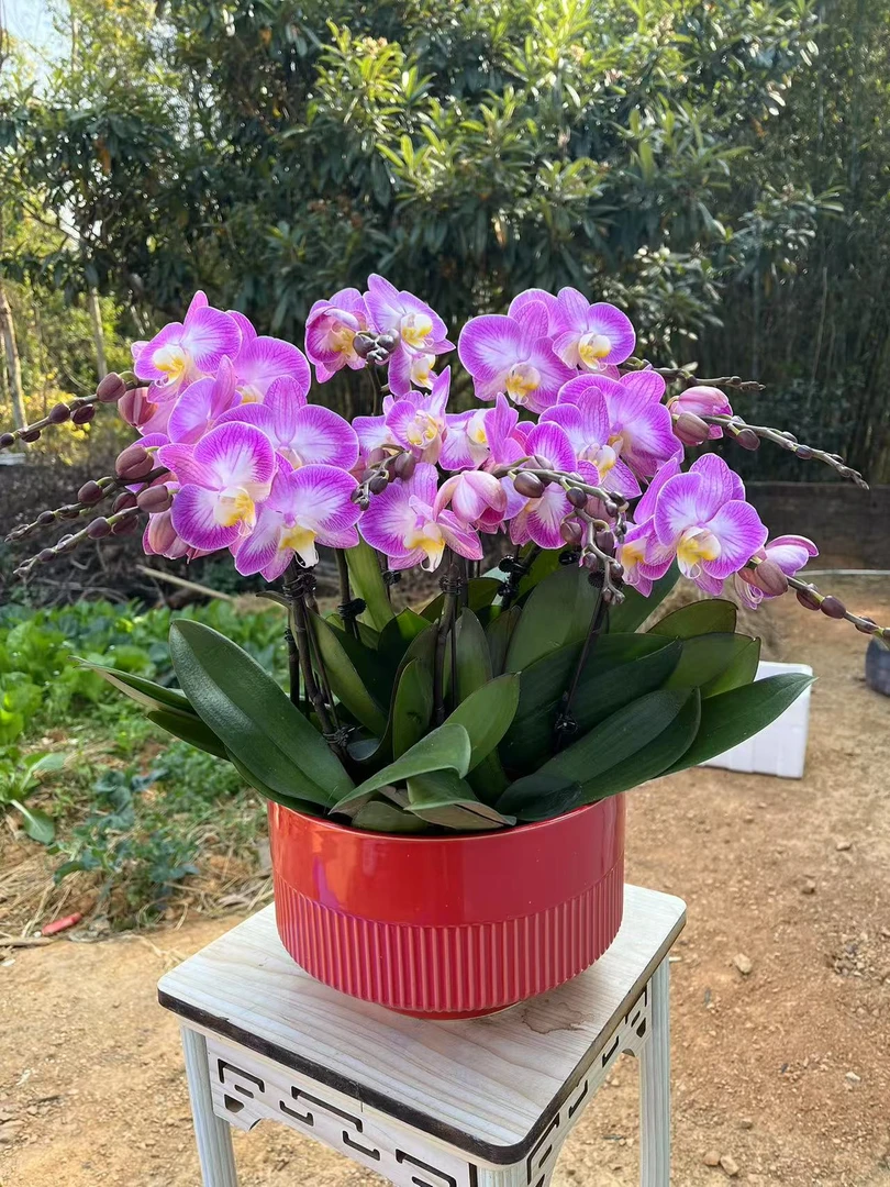 蝴蝶兰【幸运星】粉色室内好养花期长带花苞