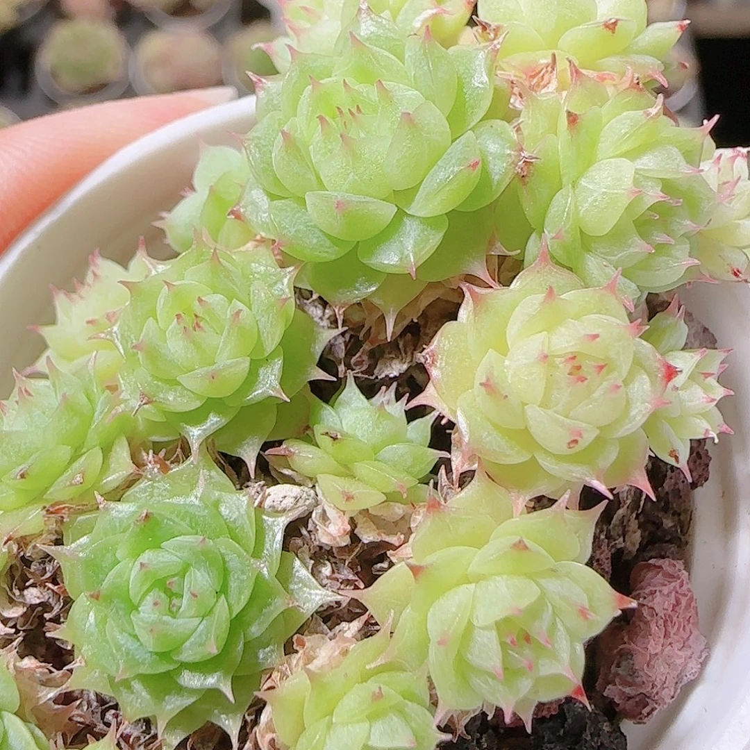 咩***ɞ花语逸镜1121-75散