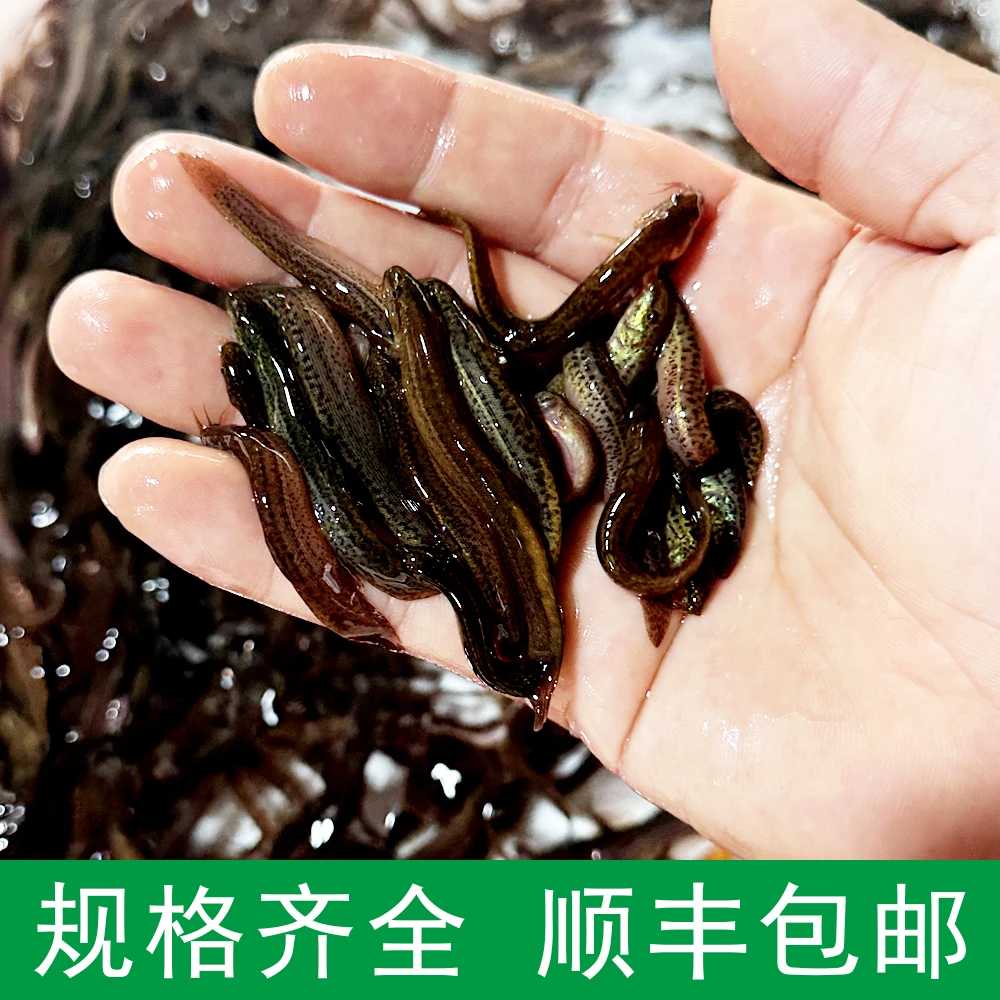 台湾泥鳅苗乌龟龙鱼宠物鱼高蛋白活体饲料路亚黑坑翘嘴活体饵料