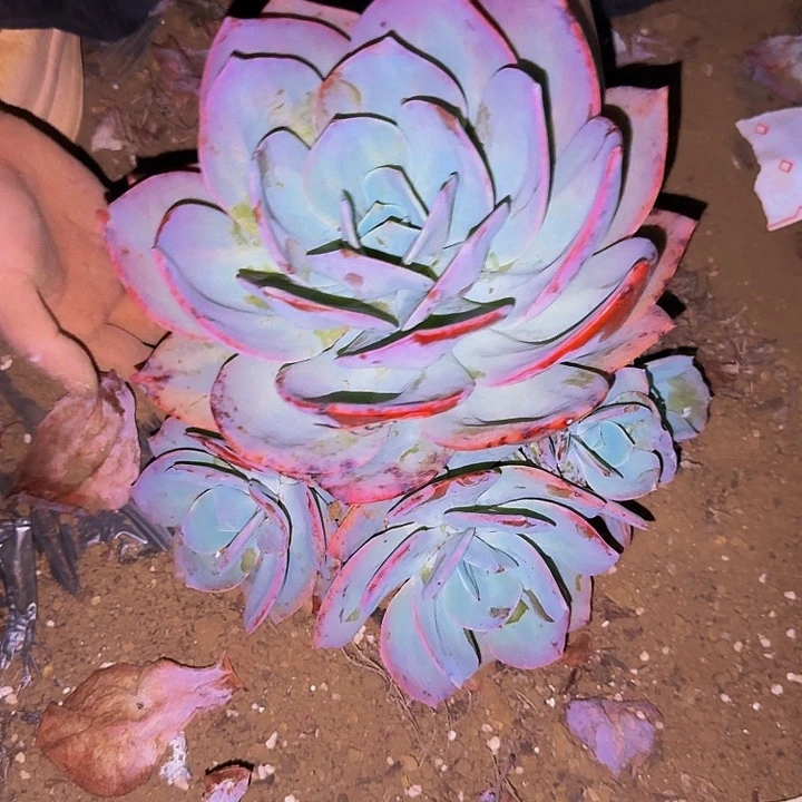 相***印血凤 一颗 不包损169号