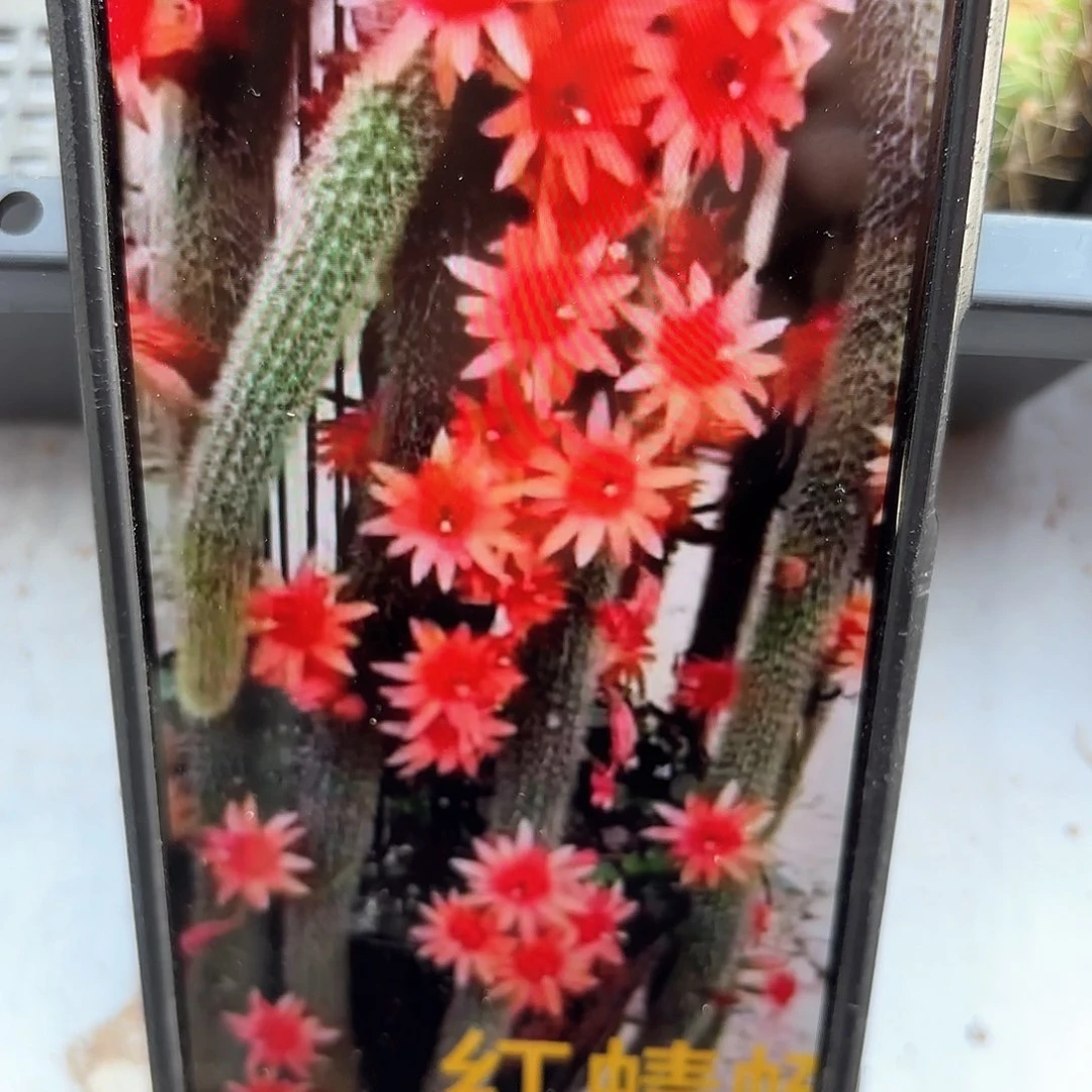 红蜻蜓4颗4-5公分侧牙20包邮仙人球31