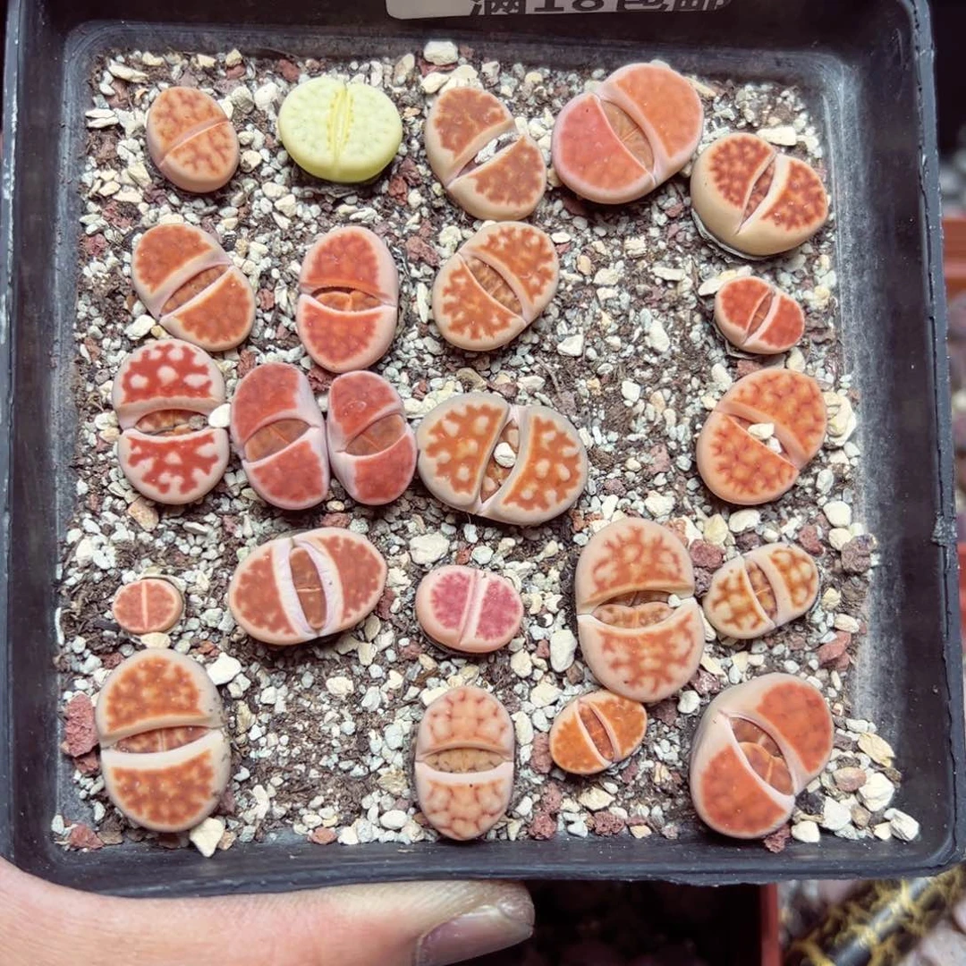 【闪购商品】 035。