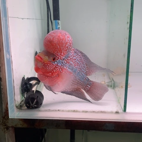 海水鱼鸿运罗汉一条aaa
