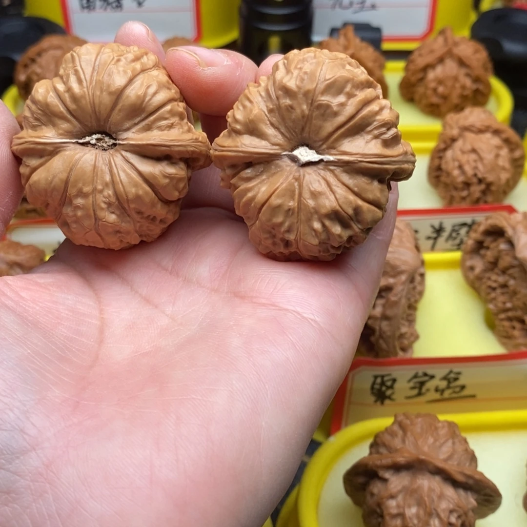 菩提籽类南瓜墩墩