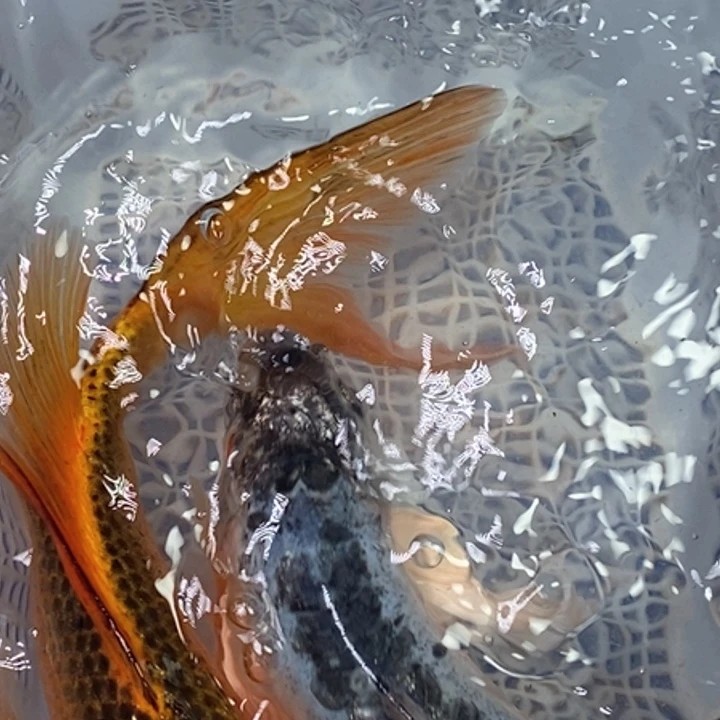 锦鲤冷水锦鲤（无开箱视频不售后）