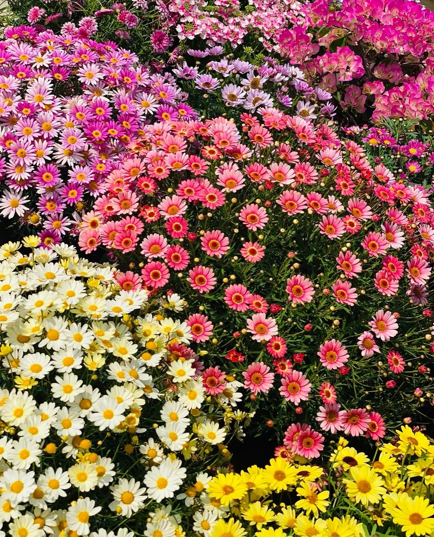 玛格丽特好养皮实基地批发直发地栽好养直发