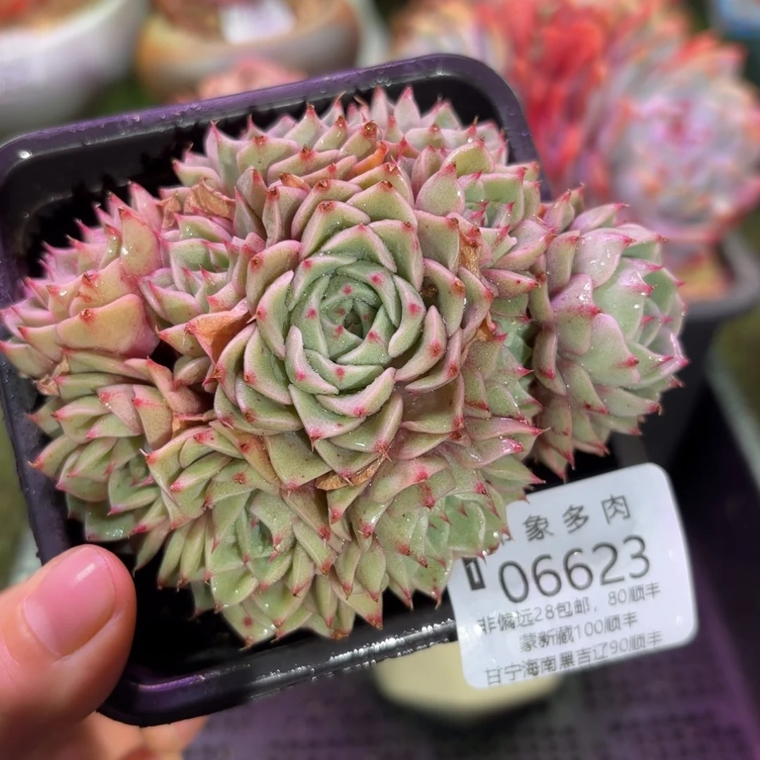 多肉植物06623ffgh