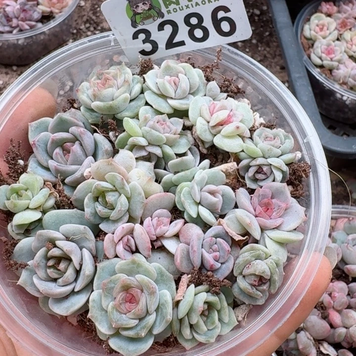 多肉植物多肉植物