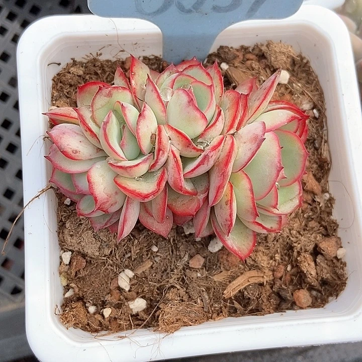 苏****g多肉植物牡丹亭6059