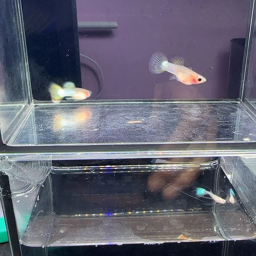 孔雀鱼粉猫一对！！？