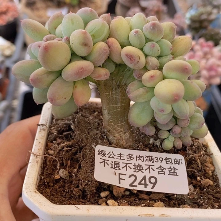 苹果奶缀8cm249多肉植物