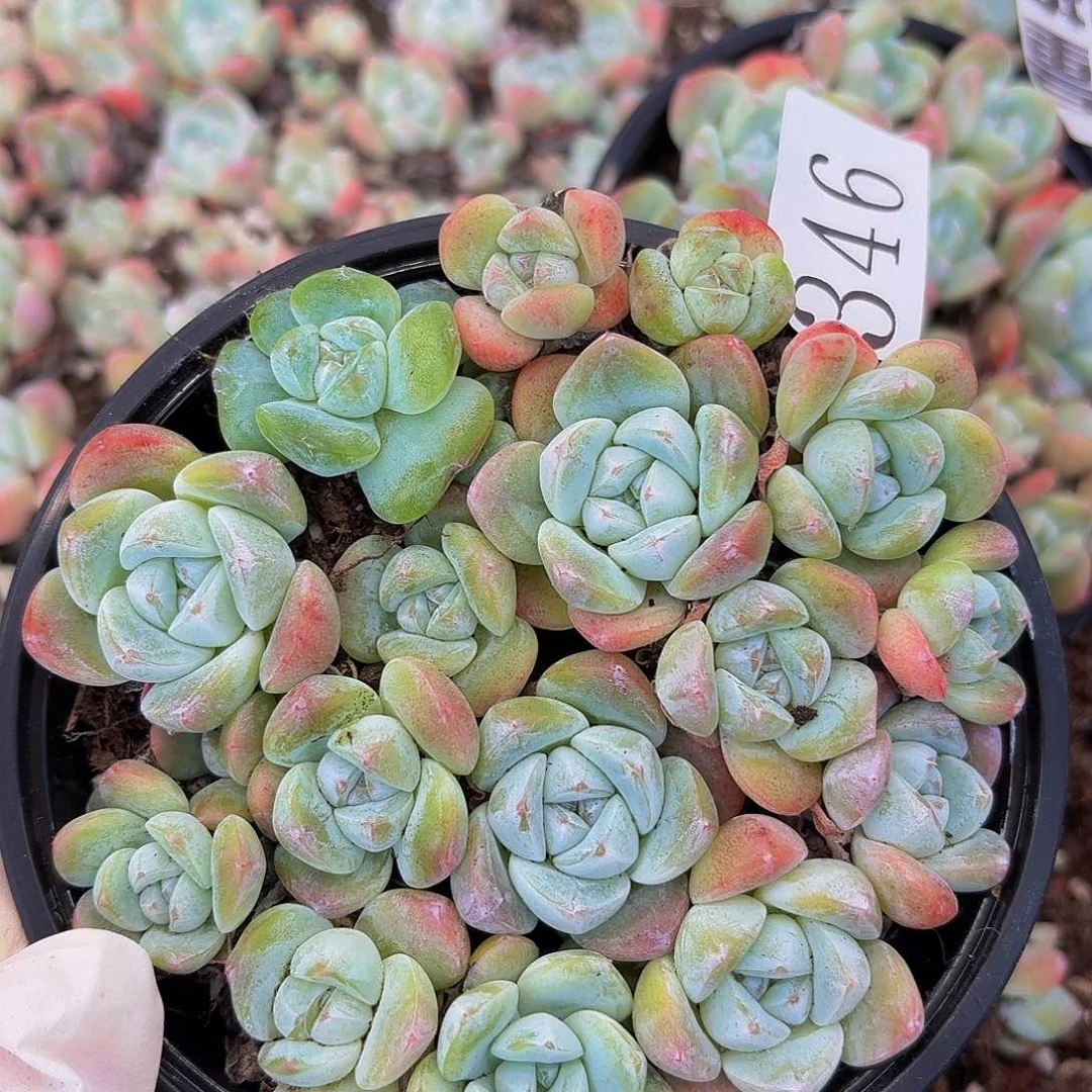 多肉植物多肉植物346