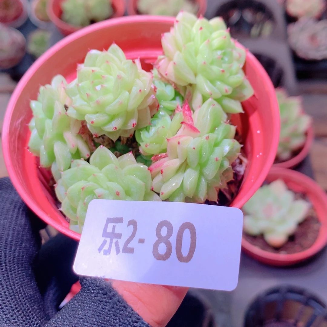 乐然2-80 麦秆群