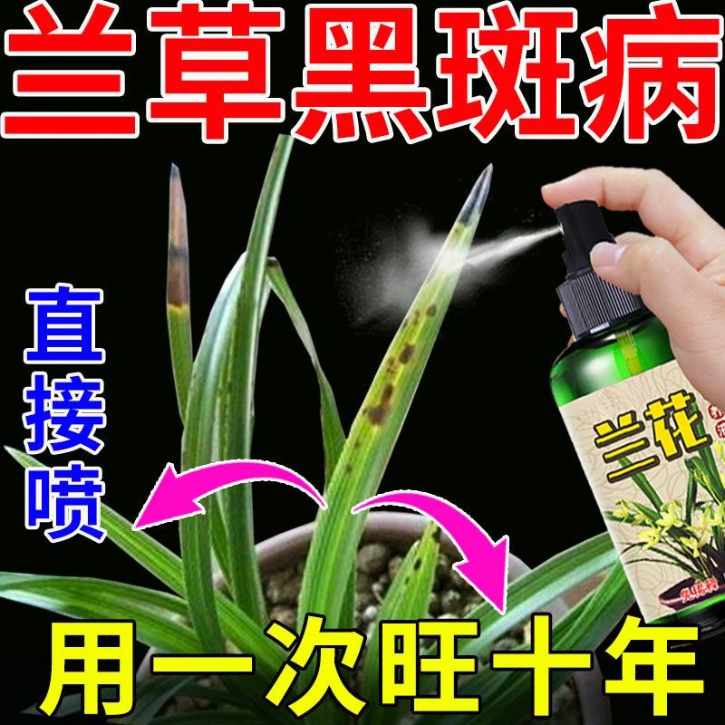 兰花黑斑专用营养液兰草花长黑斑黄叶烂根软腐病免稀释有机肥料