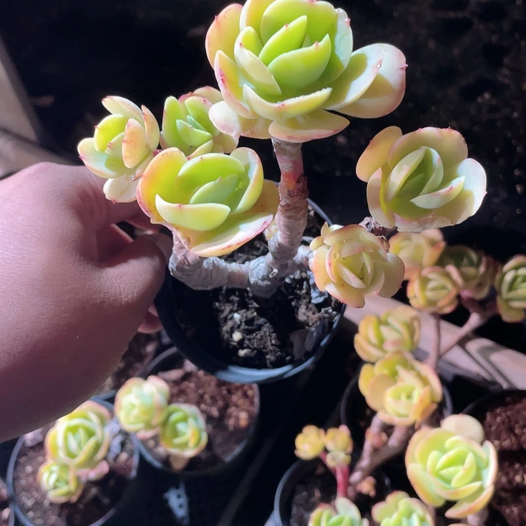 绿**风0829  鸡蛋碧桃  六月六