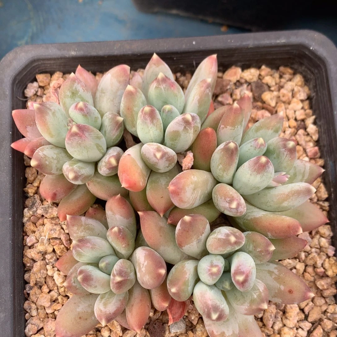 星空美人矮桩平头