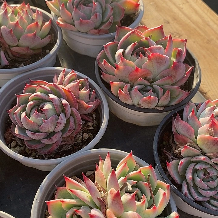 吉娃娃双头福利价格去拍